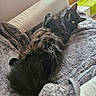 black_cat, blanket, cat, comfortable, couch, cozy, curious, domestic_animal, fluffy, fur, furniture, home, indoor, looking, pet, relaxed, resting, soft, window, yellow_eyes