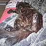 Line participe au concours pour gagner de l'argent avec cette photo : animal, bed, black_cat, blanket, cat, comfort, cozy, cute, feline, fluffy, fur, home, indoor, paw_pads, pet, pink_paw, relaxed, resting, sleeping, soft