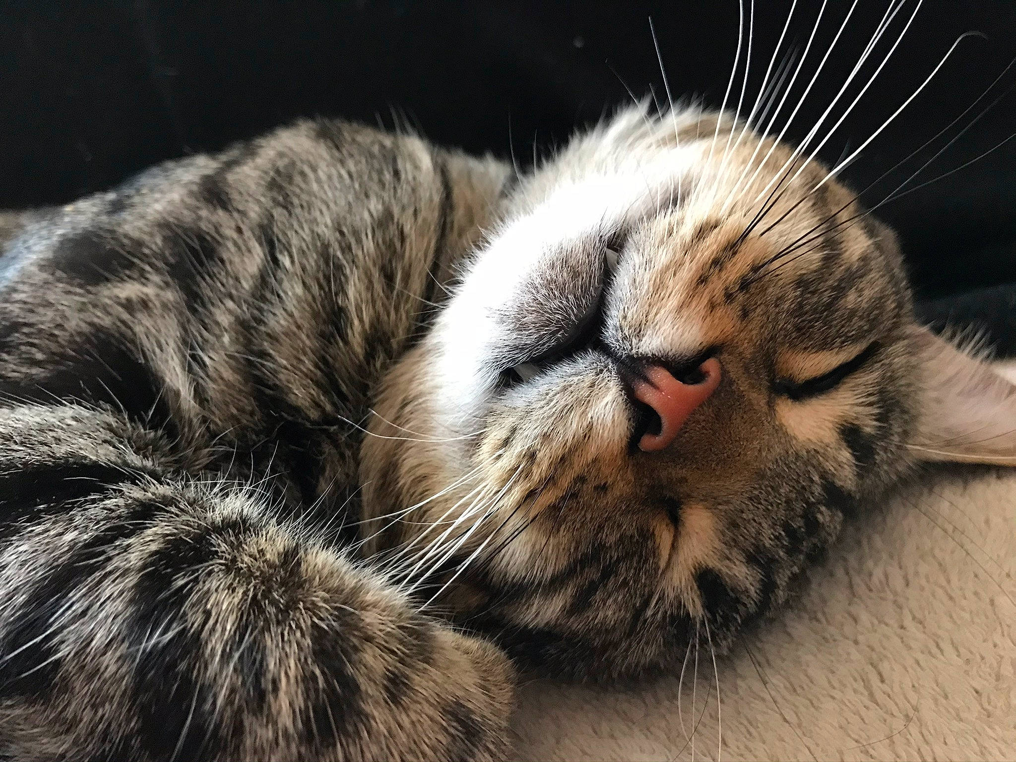 Gabana participe au concours pour gagner de l'argent avec cette photo : carnivore, cat, claw, close_up, comfort, domestic_short_haired_cat, fawn, felidae, fur, macro_photography, nap, paw, sleep, small_to_medium_sized_cats, snout, tail, terrestrial_animal, whiskers, wildlife