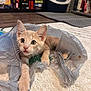 animal, carpet, cat, curious, cute, domestic_cat, feline, floor, home, indoor, kitten, mischievous, orange_tabby, paws, pet, plastic_bag, playful, whiskers, wide_eyes, young_animal