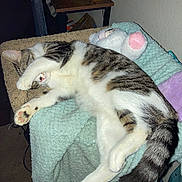 Loki joined the competition — help win amazing prizes! animal, blanket, cat, clock, cozy, cute, domestic_cat, furniture, indoor, paw, pet, plush_toy, relaxed, resting, sleeping, soft_texture, tabby, table, tail, white_fur
