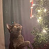 Ashley joined the competition — help win amazing prizes! cat, christmas_tree, candy_cane, lights, holiday, festive, indoor, curious, pet, feline, decorations, glowing, dark_background, soft_light, greenery, celebration, animal, tree_branch, whiskers, paw
