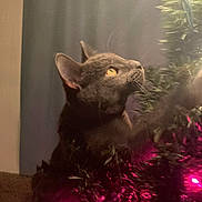 Ashley joined the competition — help win amazing prizes! cat, black_cat, christmas_tree, tinsel, lights, yellow_eyes, indoor, holiday, festive, curious, pet, animal, decorations, soft_lighting, close_up, feline, whiskers, christmas_lights, celebration, tree