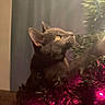 animal, black_cat, cat, celebration, christmas_lights, christmas_tree, close_up, curious, decorations, feline, festive, holiday, indoor, lights, pet, soft_lighting, tinsel, tree, whiskers, yellow_eyes