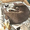 animal, blanket, cat, comfort, cozy, curious, cute, feline, fur, gray_cat, indoor, nest, paw, paw_pads, pet, relaxed, resting, sleeping, soft, warm