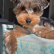 Moka is registered to the contest to win money with this photo: dog, puppy, yorkshire_terrier, pet, fur, nose, eyes, close_up, portrait, indoors, bed, mattress, paw, whiskers, adorable, fluffy, sunlight, shadow, resting, small_dog