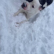 Princess is registered to the contest to win money with this photo: animal, black_and_white, canine, cold, cute, daylight, dog, fur, happy, looking_up, nature, outdoor, paw, pet, playing, snout, snow, snowy_ground, white_snow, winter