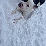 animal, black_and_white, canine, cold, cute, daylight, dog, fur, happy, looking_up, nature, outdoor, paw, pet, playing, snout, snow, snowy_ground, white_snow, winter