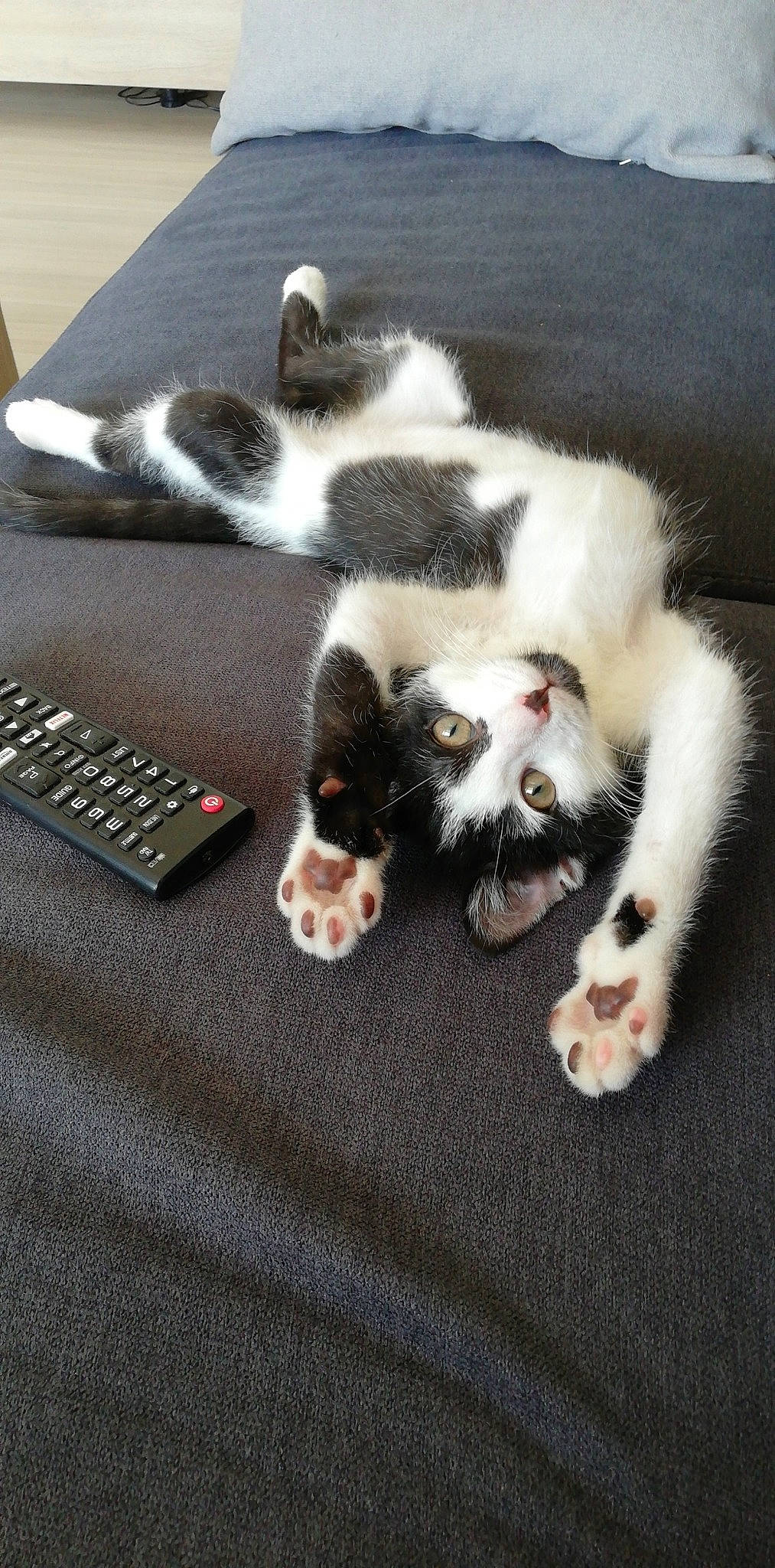 Loulou a rejoint le concours — aidez-le/la à gagner de superbes lots ! carnivore, cat, claw, domestic_short_haired_cat, felidae, fur, kitten, paw, polydactyl_cat, small_to_medium_sized_cats, tail, whiskers