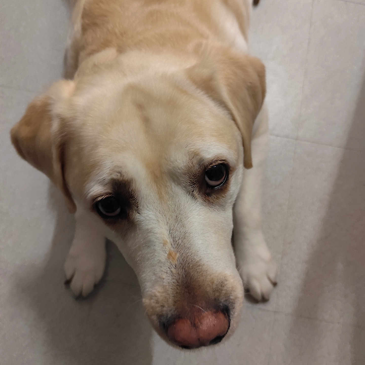Nety participe au concours pour gagner de l'argent avec cette photo : animal, beagle, canine, dog, goldenretriever, hound, labradorretriever, pet, pointer, puppy, snout, whitedog