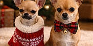 Pépito a rejoint le concours — aidez-le/la à gagner de superbes lots ! animal, bell, bow_tie, celebration, chihuahua, christmas, cute, decorations, dog, festive, fluffy_rug, holiday, indoors, lights, pet, portrait, small_dog, sweater, tree, warm
