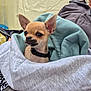 Pépito participe au concours pour gagner de l'argent avec cette photo : animal, blanket, chihuahua, collar, companion, cozy, curious, cute, dog, ears, fur, indoor, pet, portrait, puppy, small, snug, soft, wrapped, young
