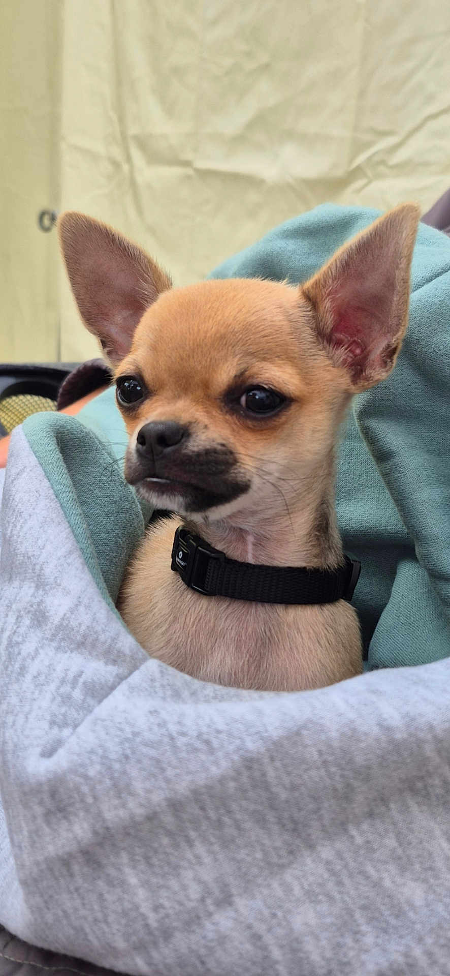 Pépito participe au concours pour gagner de l'argent avec cette photo : chihuahua, puppy, dog, pet, blanket, wrapped, ears, cute, small, fur, collar, snout, indoor, closeup, young, adorable, animal, companion, soft, cozy