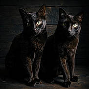 Lyric And Rumi joined the competition — help win amazing prizes! black_cats, cats, animals, pets, felines, sitting, portrait, two_cats, dark_fur, bright_eyes, whiskers, ears, wooden_background, indoor, dramatic_lighting, symmetry, companionship, alert, photography, floor