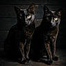 black_cats, cats, animals, pets, felines, sitting, portrait, two_cats, dark_fur, bright_eyes, whiskers, ears, wooden_background, indoor, dramatic_lighting, symmetry, companionship, alert, photography, floor