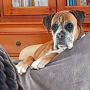 Diva participe au concours pour gagner de l'argent avec cette photo : animal, blanket, bookcase, books, boxer, brown, chair, companion, cozy, cute, dog, domestic, furniture, gray, indoor, pet, portrait, relaxing, resting, wood