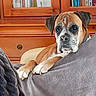 animal, blanket, bookcase, books, boxer, brown, chair, companion, cozy, cute, dog, domestic, furniture, gray, indoor, pet, portrait, relaxing, resting, wood