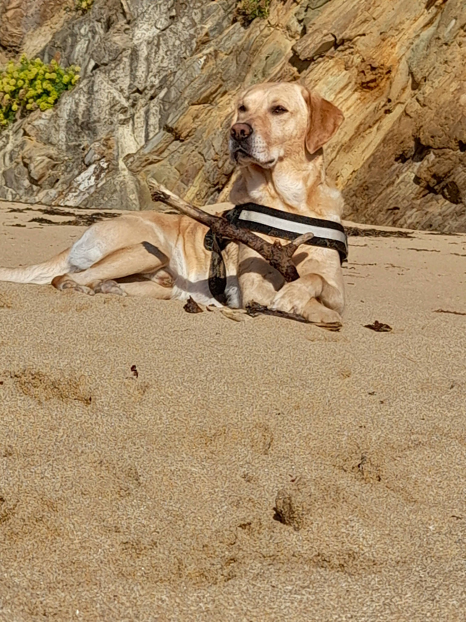 Jenzo a rejoint le concours — aidez-le/la à gagner de superbes lots ! bedrock, carnivore, companion_dog, dog, dog_breed, dog_collar, dog_supply, fawn, labrador_retriever, landscape, leash, pet_supply, plant, retriever, rock, sand, snout, soil, wood, working_animal