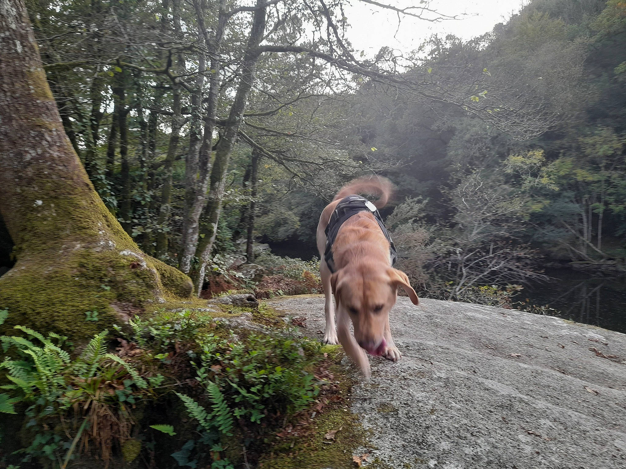 Jenzo a rejoint le concours — aidez-le/la à gagner de superbes lots ! adventure, canidae, carnivore, companion_dog, dog, dog_breed, fawn, forest, grass, landscape, plant, recreation, sky, sporting_group, terrestrial_plant, trail, tree, trunk, woodland, working_animal