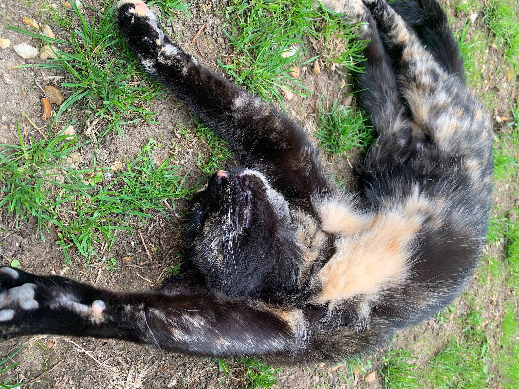 Perla participe au concours pour gagner de l'argent avec cette photo : canidae, carnivore, claw, dog_breed, felidae, fur, grass, groundcover, paw, plant, small_to_medium_sized_cats, snout, sporting_group, tail, terrestrial_animal, tree, trunk, zoo