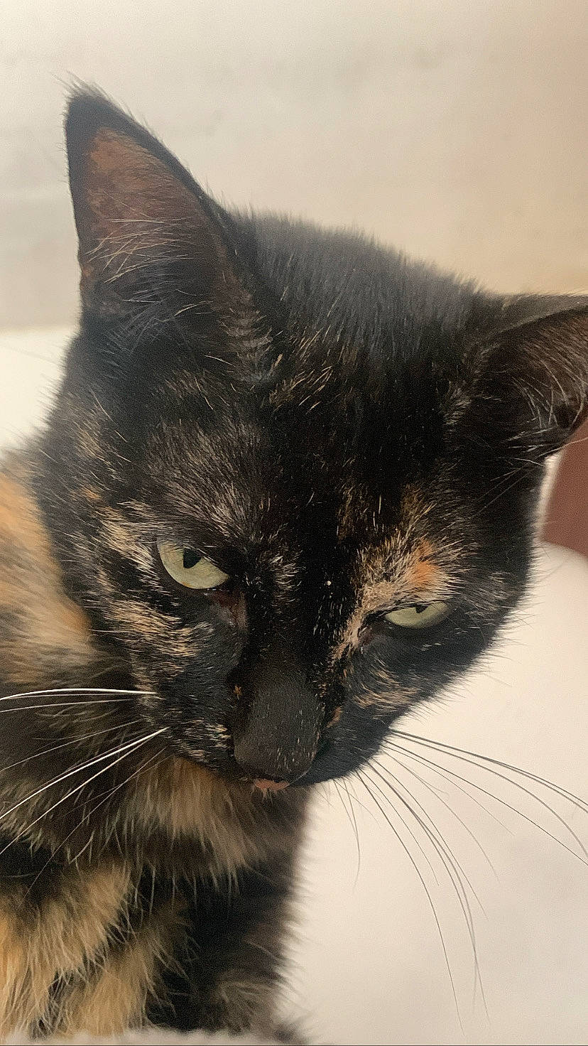 Perla participe au concours pour gagner de l'argent avec cette photo : art, black_cat, carnivore, cat, domestic_short_haired_cat, felidae, fur, hair, head, nose, paw, small_to_medium_sized_cats, snout, tail, terrestrial_animal, whiskers