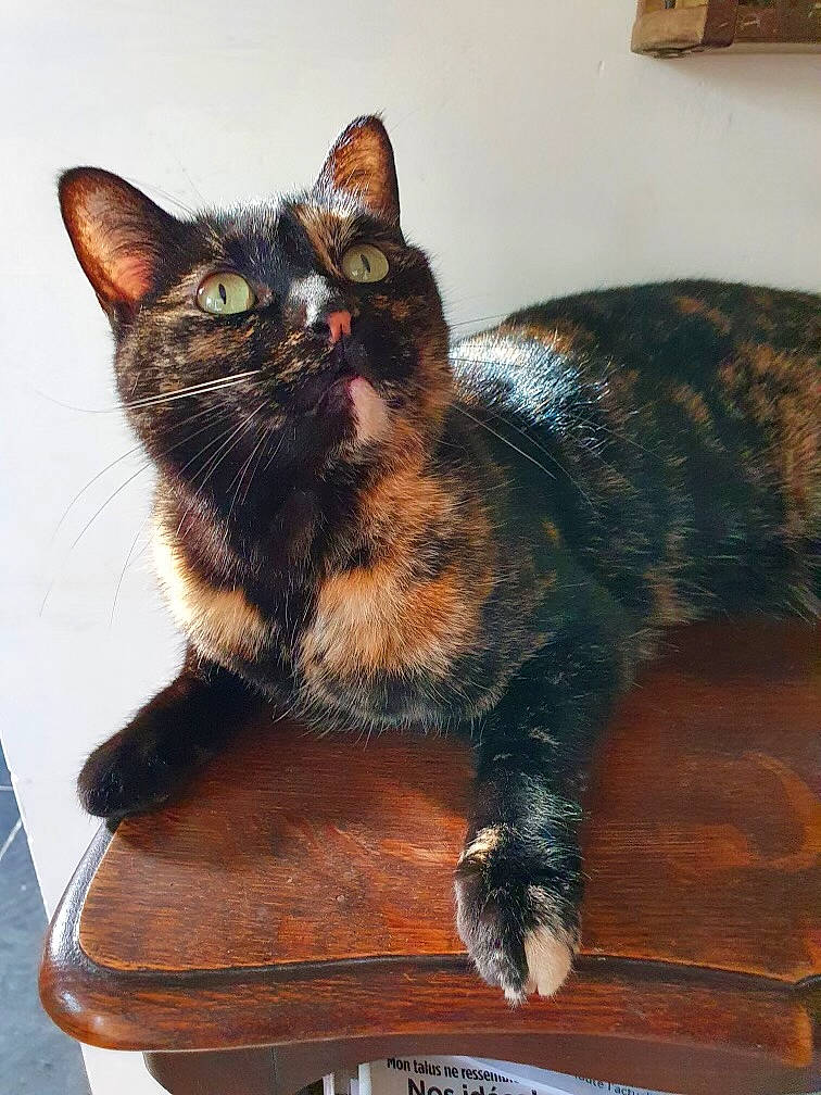 Perla participe au concours pour gagner de l'argent avec cette photo : black_cat, bombay, carnivore, cat, chair, domestic_short_haired_cat, eye, felidae, flooring, fur, hardwood, small_to_medium_sized_cats, snout, table, tail, terrestrial_animal, whiskers, window, wood, wood_stain
