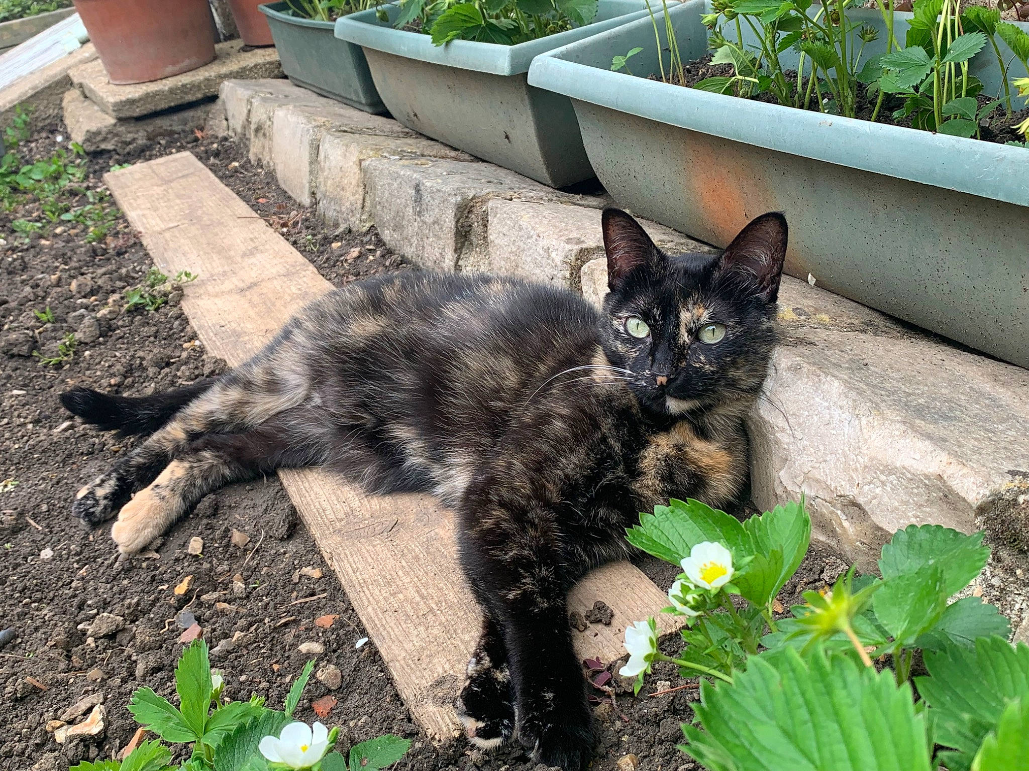 Perla