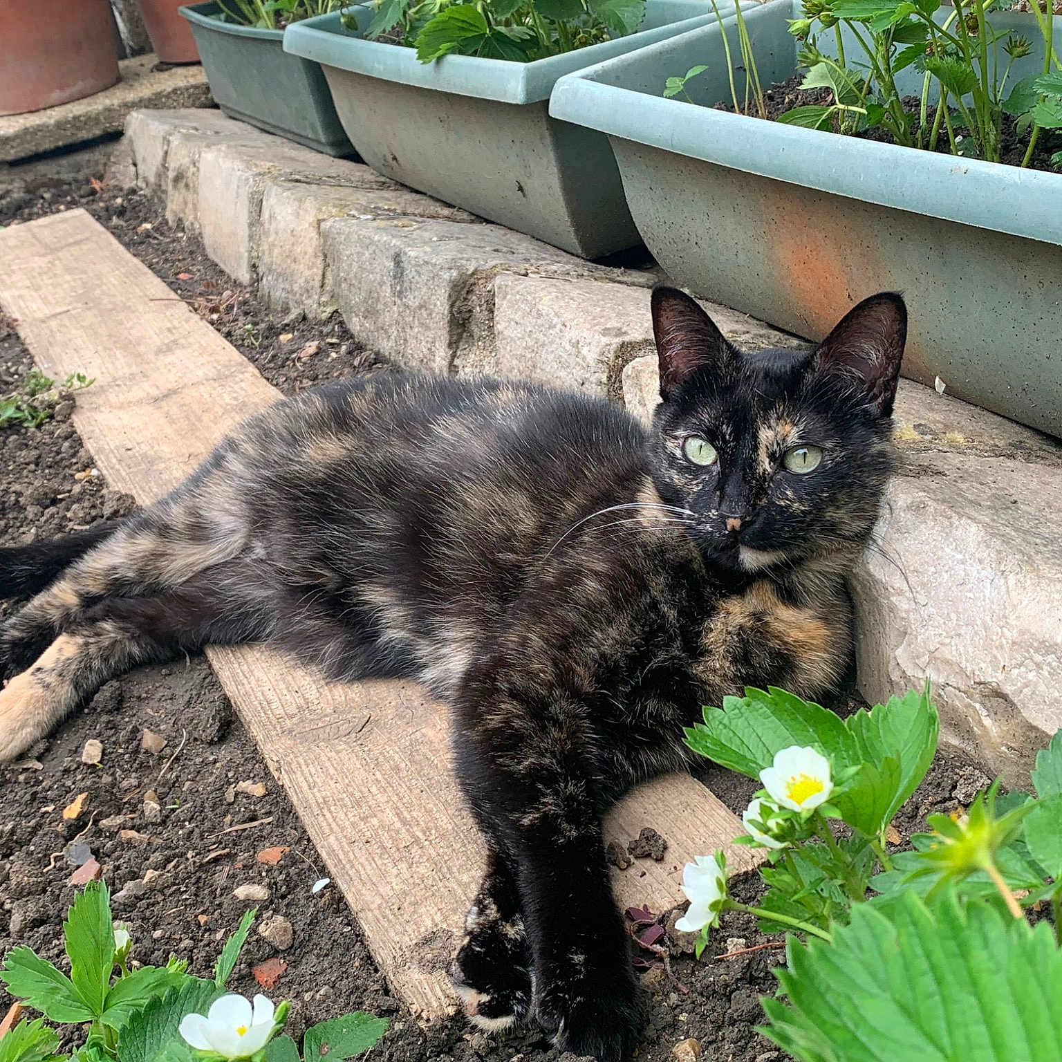 Perla
