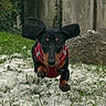 active, animal, canine, cute, dachshund, dog, ears, energetic, fur, grass, greenery, harness, motion, nature, outdoor, pet, playful, puppy, running, small_dog