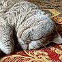 Teddy participe au concours pour gagner de l'argent avec cette photo : animal, cat, close_up, cozy, cushion, cute, domestic_animal, feline, fur, gold, indoor, nap, patterned, pet, red, relaxed, resting, sleeping, soft, whiskers