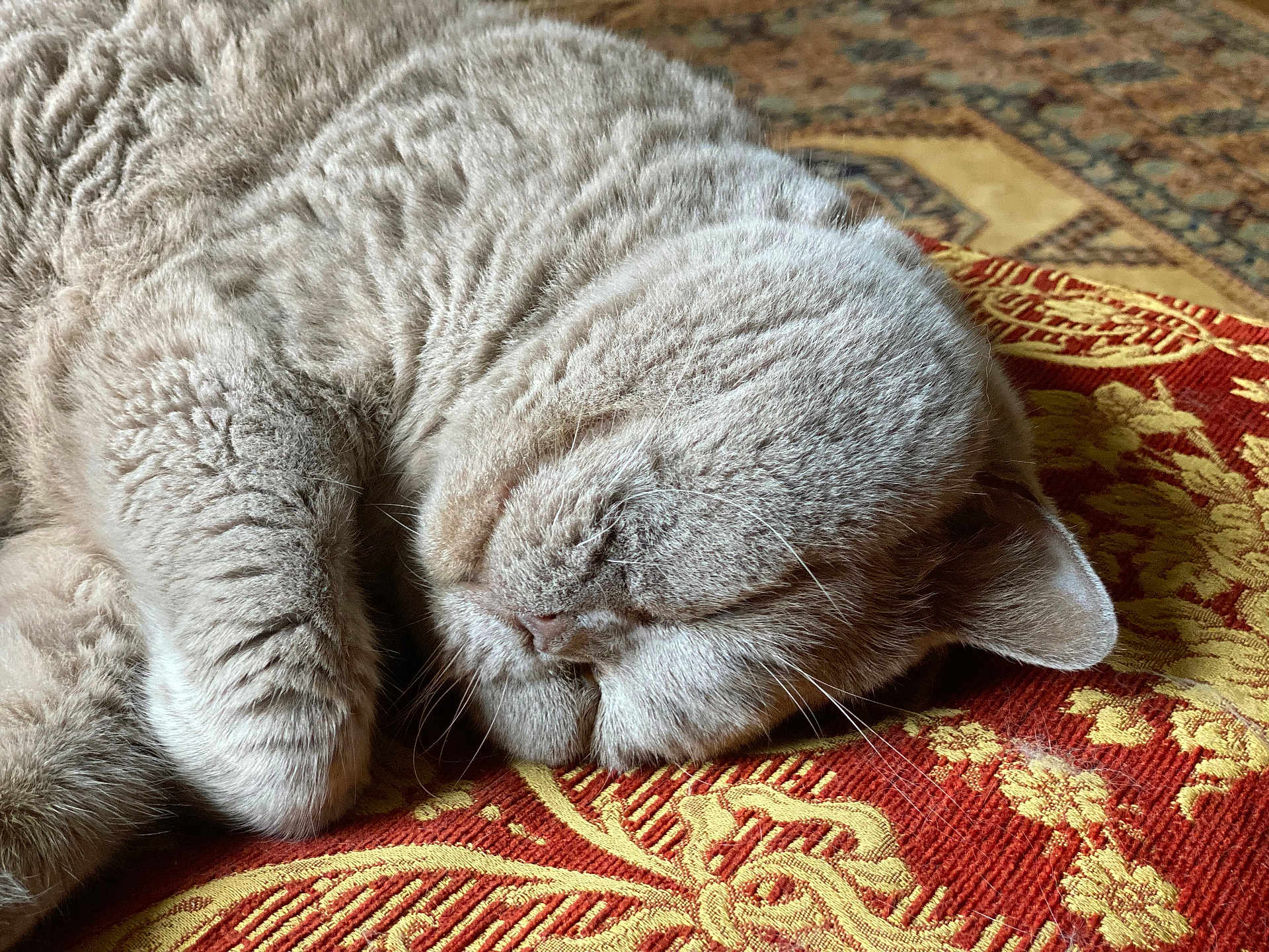 Teddy
