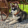 Anouk participe au concours pour gagner de l'argent avec cette photo : husky_puppy, dog, puppy, outdoor, gravel, rusty_wheel, collar, black_and_white, fur, sunlight, resting, animal, pet, nature, green_grass, metal, close_up, young_dog, cute, calm