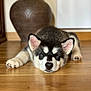 alaskan_malamute, animal, background, closeup, cute, dog, ears, face, floor, fur, home, indoor, lying_down, nose, paws, pet, puppy, resting, wooden_floor, young