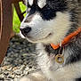 Anouk a rejoint le concours — aidez-le/la à gagner de superbes lots ! dog, puppy, husky, fur, collar, tag, gravel, outdoor, sunlight, rust, metal, closeup, animal, pet, cute, black_and_white, young, paw, resting, nature