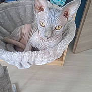 Ades participe au concours pour gagner de l'argent avec cette photo : sphynx_cat, cat, pet, hairless_cat, animal, indoor, furniture, cat_bed, plush, folded_clothes, ears, wrinkles, floor, wooden_floor, curious, looking, eyes, close_up, domestic, home