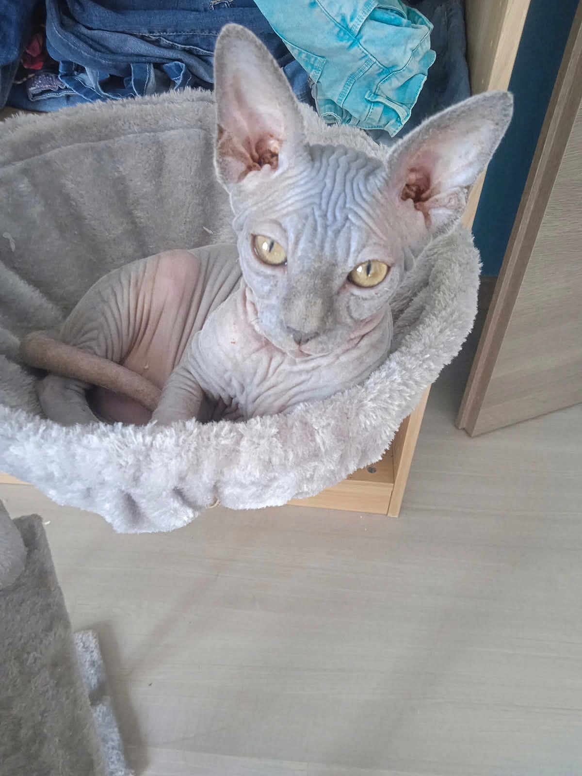 Ades participe au concours pour gagner de l'argent avec cette photo : sphynx_cat, cat, pet, hairless_cat, animal, indoor, furniture, cat_bed, plush, folded_clothes, ears, wrinkles, floor, wooden_floor, curious, looking, eyes, close_up, domestic, home