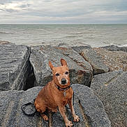 Houpy participe au concours pour gagner de l'argent avec cette photo : animal, brown_dog, calm, cloudy_sky, coast, collar, dog, landscape, leash, nature, outdoor, overcast, pet, quiet, rocks, sea, shore, sitting, small_dog, water