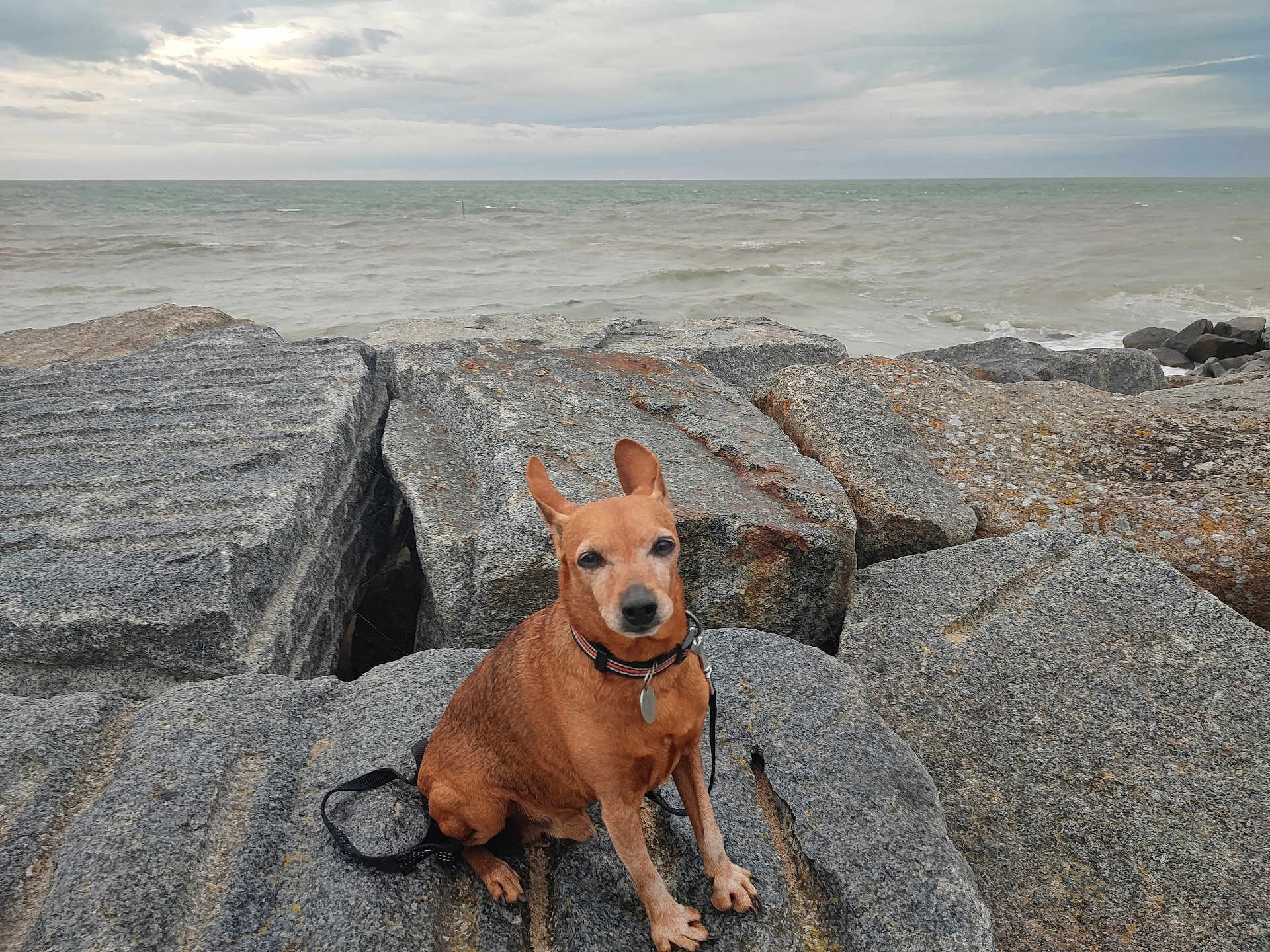 Houpy participe au concours pour gagner de l'argent avec cette photo : animal, brown_dog, calm, cloudy_sky, coast, collar, dog, landscape, leash, nature, outdoor, overcast, pet, quiet, rocks, sea, shore, sitting, small_dog, water