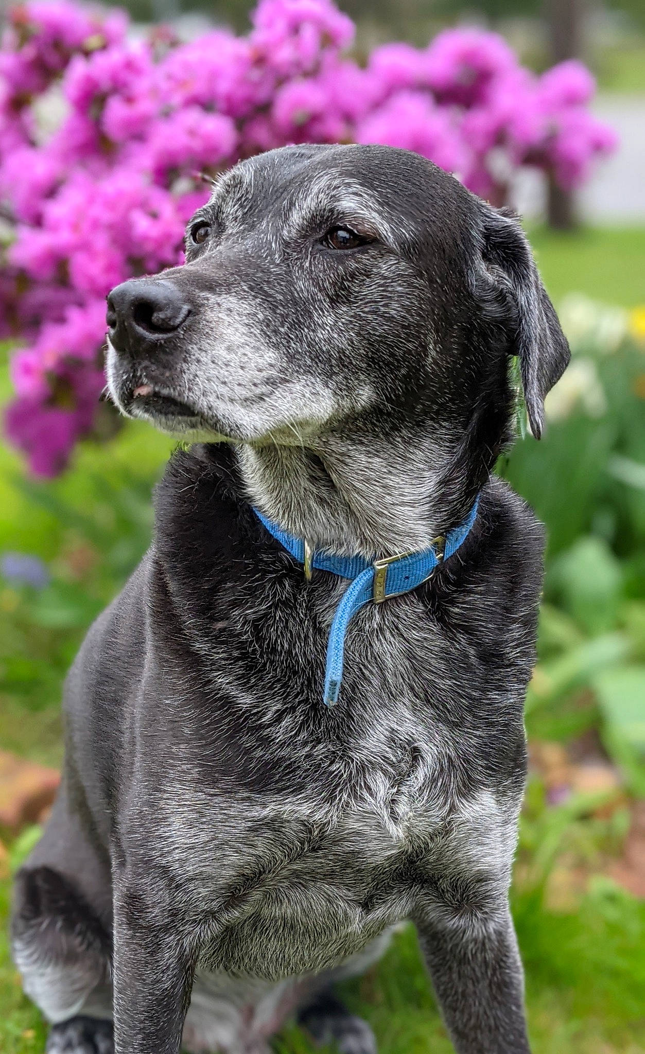 Burtholomew James Graves is registered to the contest to win money with this photo: borador, canidae, carnivore, collar, companion_dog, dog, dog_breed, dog_collar, flower, fur, grass, grey, gun_dog, leash, pet_supply, plant, snout, sporting_group, whiskers, working_animal