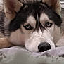 dog, husky, close_up, blue_eyes, lying_down, indoor, fur, ears, pet, animal, canine, face, portrait, resting, furniture, household, domestic, looking, cute, cozy