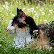 Framboise participe au concours pour gagner de l'argent avec cette photo : cat, calico_cat, grass, flower, clover, outdoor, nature, animal, pet, feline, greenery, wildflowers, resting, profile, fur, whiskers, ears, side_view, summer, peaceful