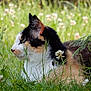 cat, calico_cat, grass, flower, clover, outdoor, nature, animal, pet, feline, greenery, wildflowers, resting, profile, fur, whiskers, ears, side_view, summer, peaceful