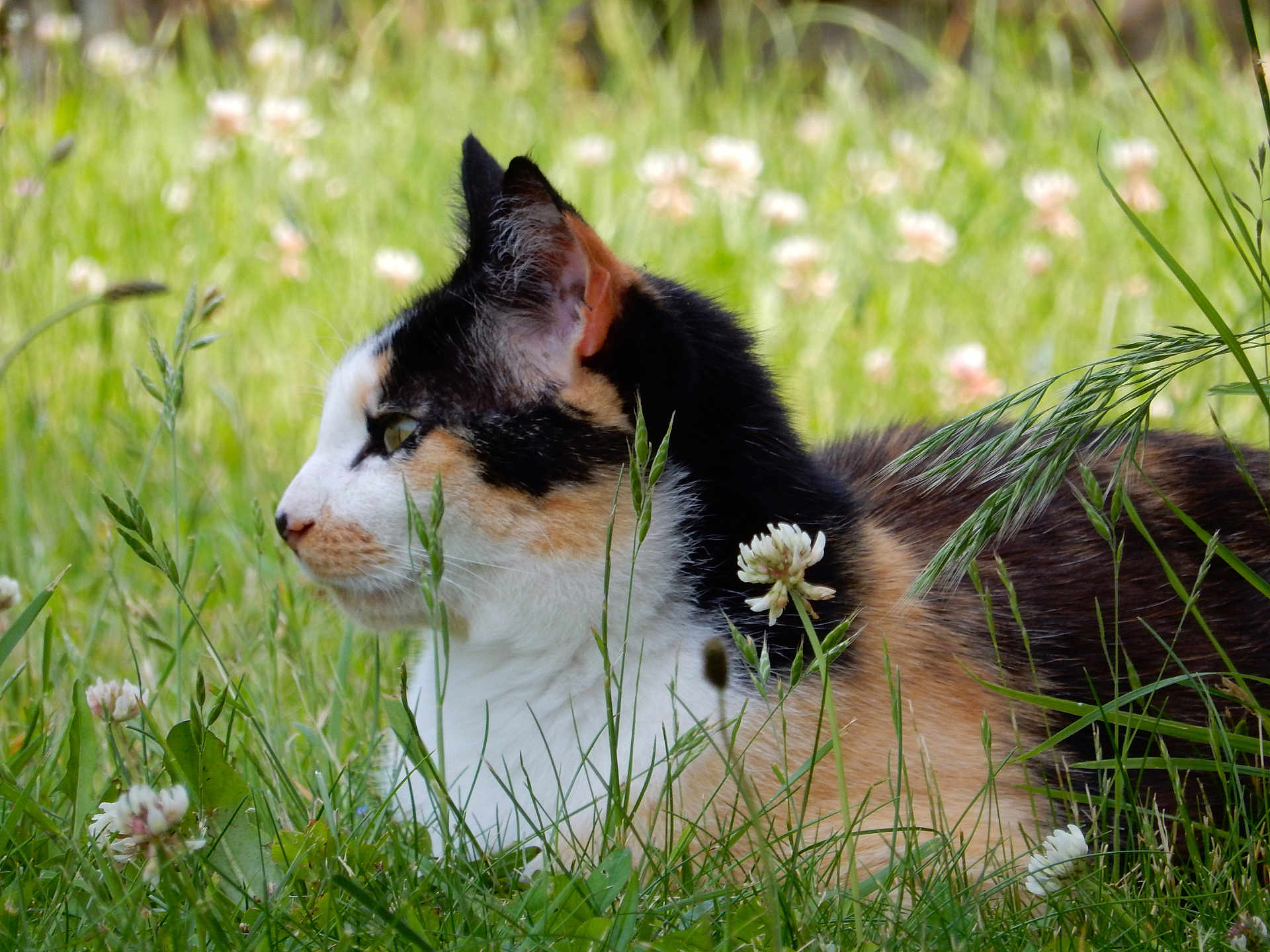 Framboise participe au concours pour gagner de l'argent avec cette photo : cat, calico_cat, grass, flower, clover, outdoor, nature, animal, pet, feline, greenery, wildflowers, resting, profile, fur, whiskers, ears, side_view, summer, peaceful