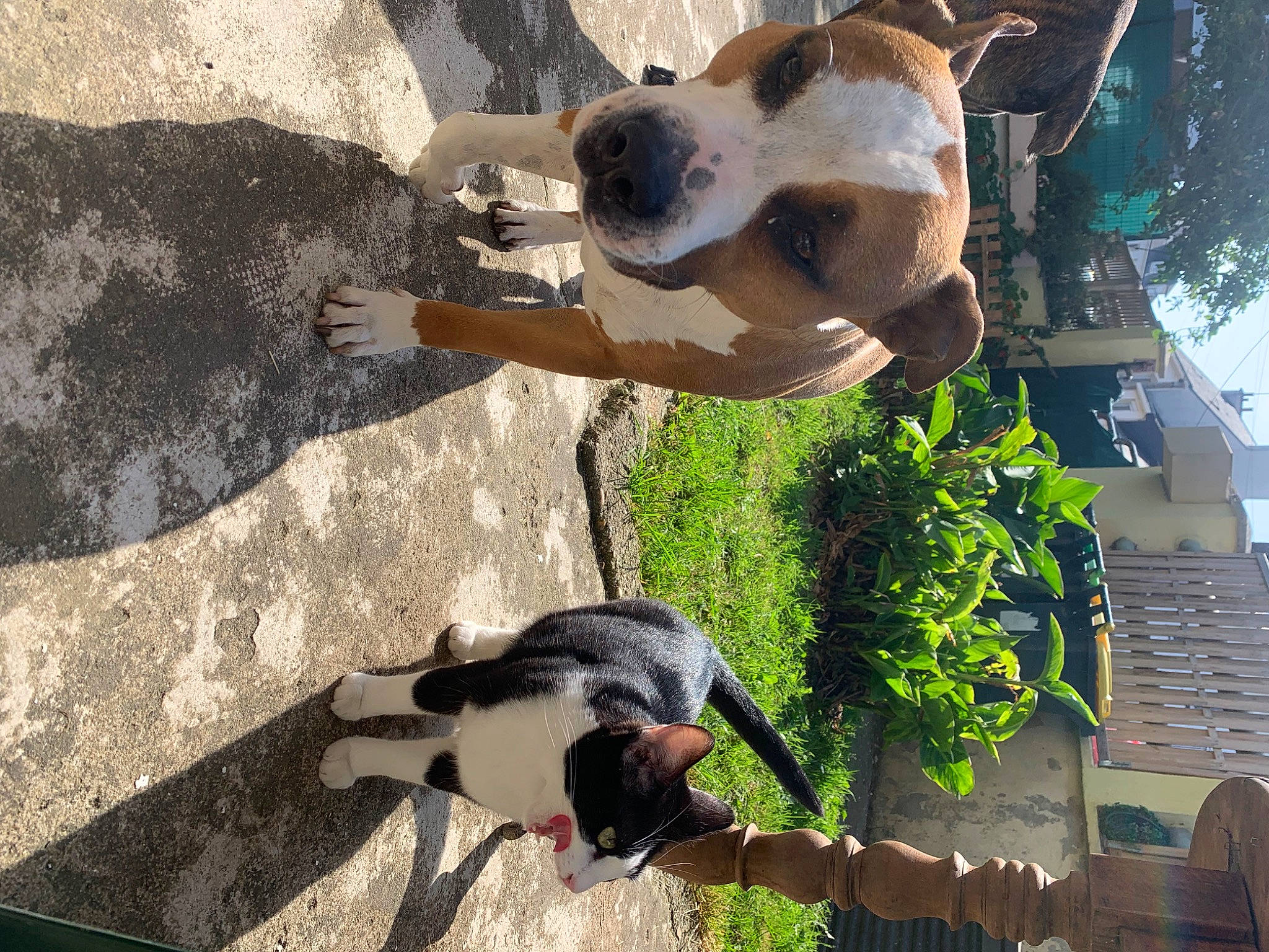 Manouska a rejoint le concours — aidez-le/la à gagner de superbes lots ! bird, carnivore, collar, companion_dog, dog, dog_breed, fur, grass, mammal, organism, pet_supply, photograph, plant, snapshot, snout, sporting_group, tail, vertebrate, white, working_animal