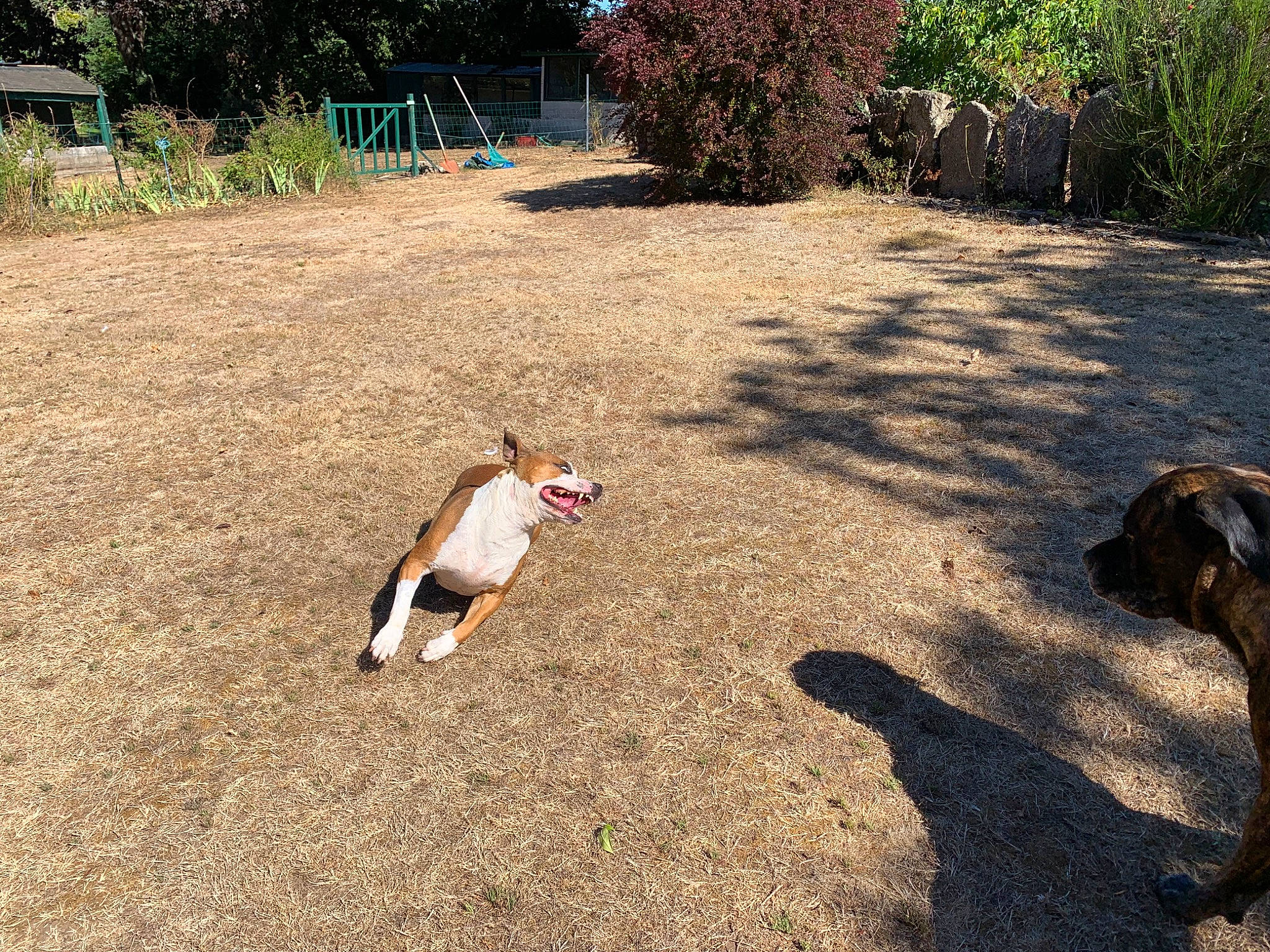 Manouska participe au concours pour gagner de l'argent avec cette photo : asphalt, dog, fawn, garden, grass, grassland, landscape, lawn, leisure, pasture, people_in_nature, plant, recreation, road_surface, shadow, soil, sporting_group, tail, tree, wood