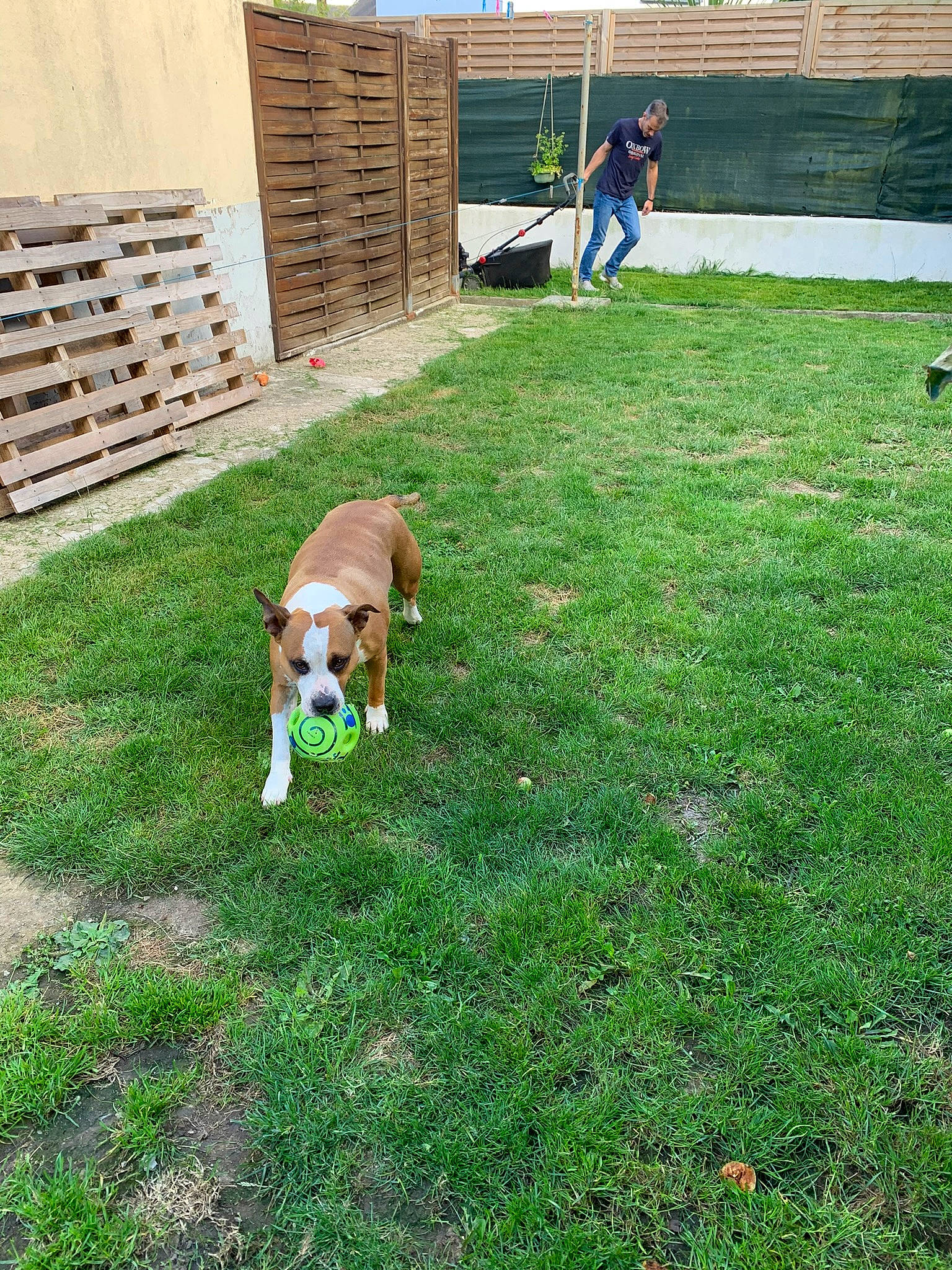 Manouska a rejoint le concours — aidez-le/la à gagner de superbes lots ! backyard, carnivore, chair, companion_dog, dog, dog_breed, dog_supply, fence, flooring, garden, grass, groundcover, lawn, leisure, non_sporting_group, plant, sporting_group, tail, working_dog, yard