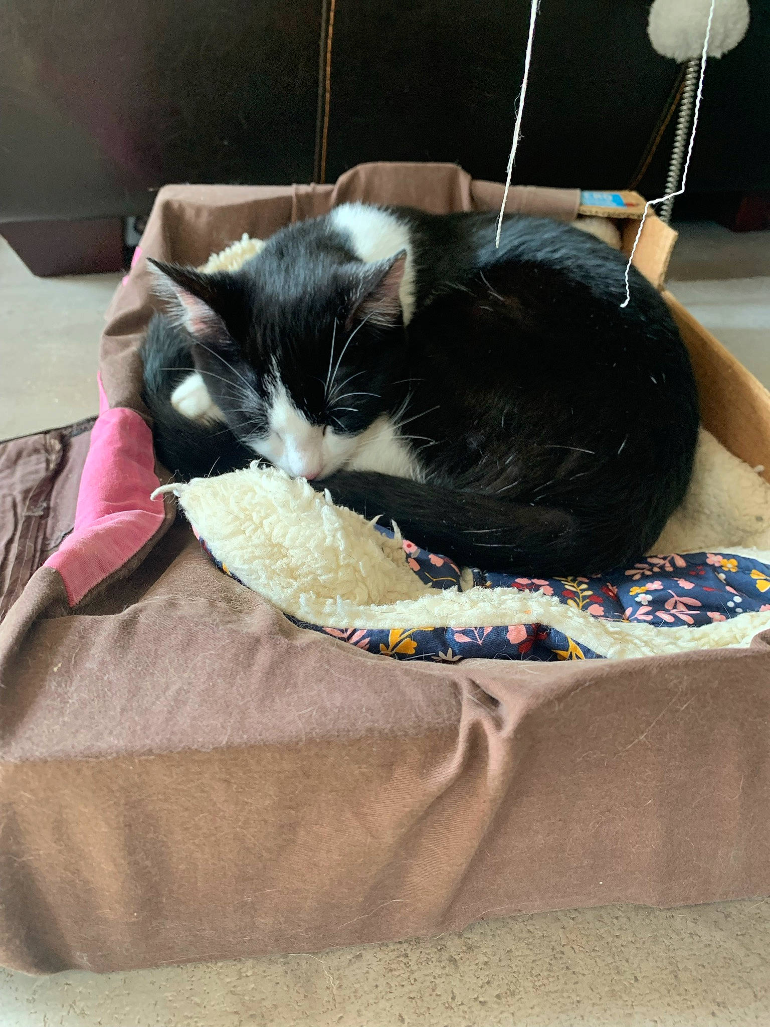 Shani participe au concours pour gagner de l'argent avec cette photo : bag, black_cat, canidae, carnivore, cat, cat_supply, claw, comfort, domestic_short_haired_cat, felidae, fur, jewellery, lap, linens, nap, paw, small_to_medium_sized_cats, snout, tail, whiskers