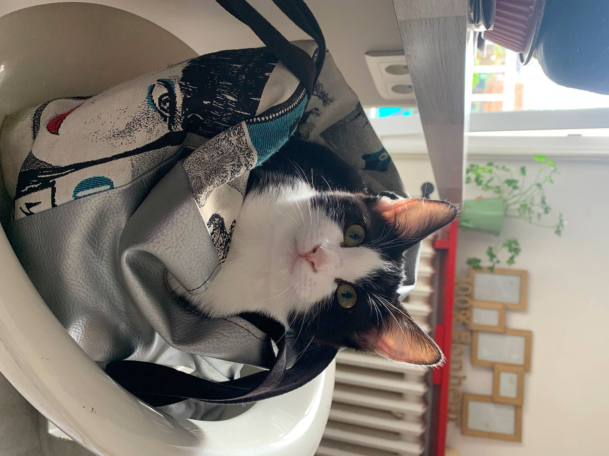 Shani a rejoint le concours — aidez-le/la à gagner de superbes lots ! automotive_design, bag, carnivore, cat, cat_supply, comfort, domestic_short_haired_cat, felidae, fur, luggage_and_bags, pet_supply, plant, small_to_medium_sized_cats, snout, tail, whiskers