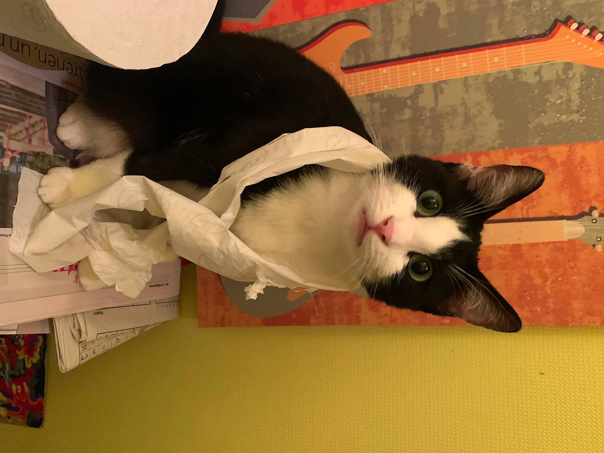 Shani participe au concours pour gagner de l'argent avec cette photo : art, carmine, carnivore, cat, domestic_short_haired_cat, felidae, fur, paw, plant, small_to_medium_sized_cats, tail, visual_arts, whiskers