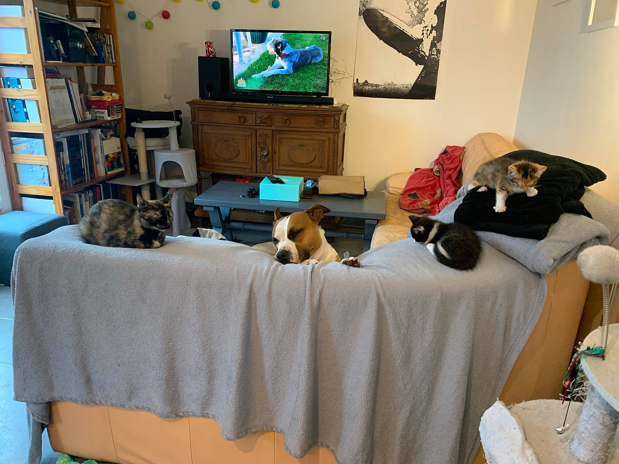 Shani participe au concours pour gagner de l'argent avec cette photo : bookcase, comfort, display_device, entertainment_center, event, flat_panel_display, flooring, furniture, hat, interior_design, linens, property, room, shelf, shelving, table, tablecloth, television, television_set, wood